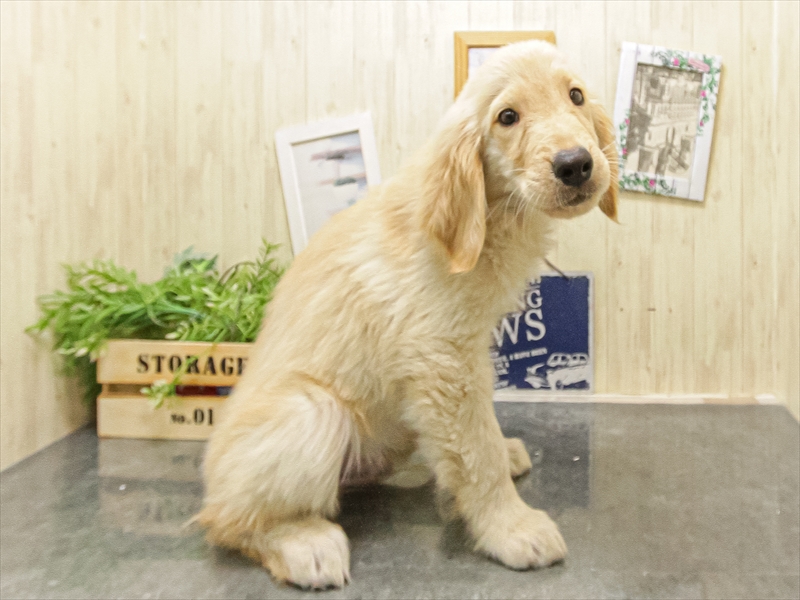 愛知県のゴールデンレトリバー (ワンラブ名古屋守山インター総本店/2025年9月12日生まれ/男の子/ゴールデン)の子犬の2枚目の画像