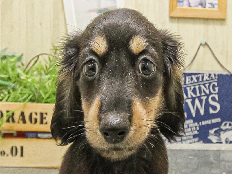 愛知県のミニチュアダックスフンド(ロング) (ワンラブ名古屋守山インター総本店/2025年9月15日生まれ/男の子/ブラックイエロー)の子犬の1枚目の画像