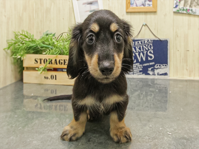 愛知県のミニチュアダックスフンド(ロング) (ワンラブ名古屋守山インター総本店/2025年9月15日生まれ/男の子/ブラックイエロー)の子犬の3枚目の画像