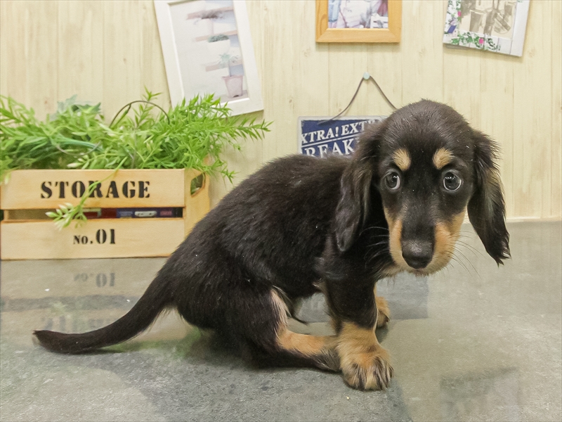 愛知県のミニチュアダックスフンド(ロング) (ワンラブ名古屋守山インター総本店/2025年9月15日生まれ/男の子/ブラックイエロー)の子犬の2枚目の画像
