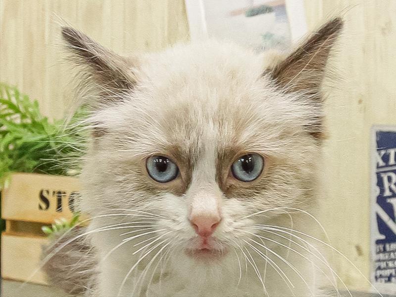 熊本県のラグドール (ワンラブゆめタウン光の森店/2025年9月16日生まれ/男の子/シールポイントバイカラー)の子猫の1枚目の画像