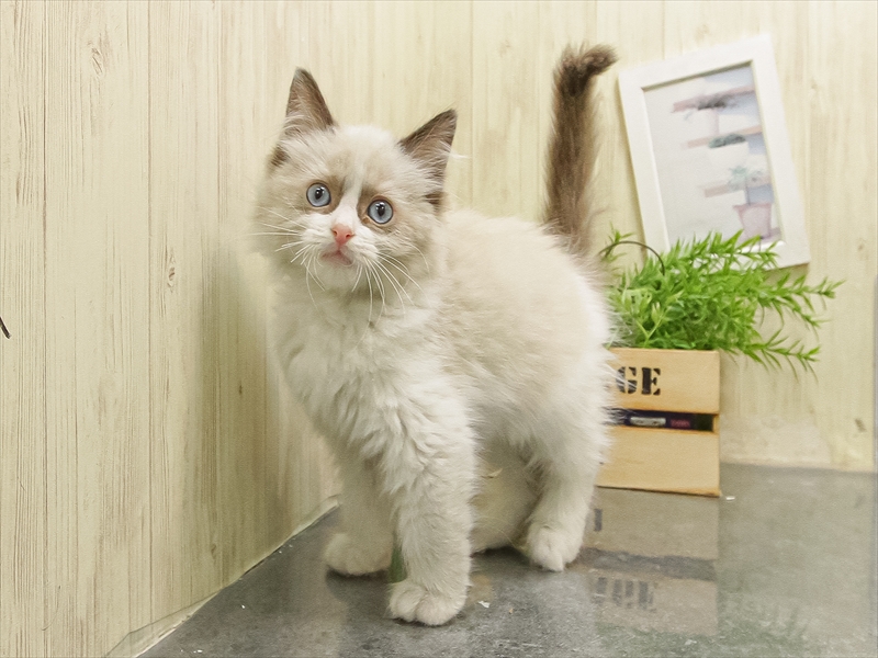 熊本県のラグドール (ワンラブゆめタウン光の森店/2025年9月16日生まれ/男の子/シールポイントバイカラー)の子猫の2枚目の画像