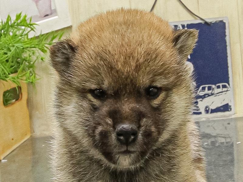 愛知県の柴犬(標準サイズ) (ワンラブ名古屋守山インター総本店/2025年9月16日生まれ/女の子/赤)の子犬の1枚目の画像