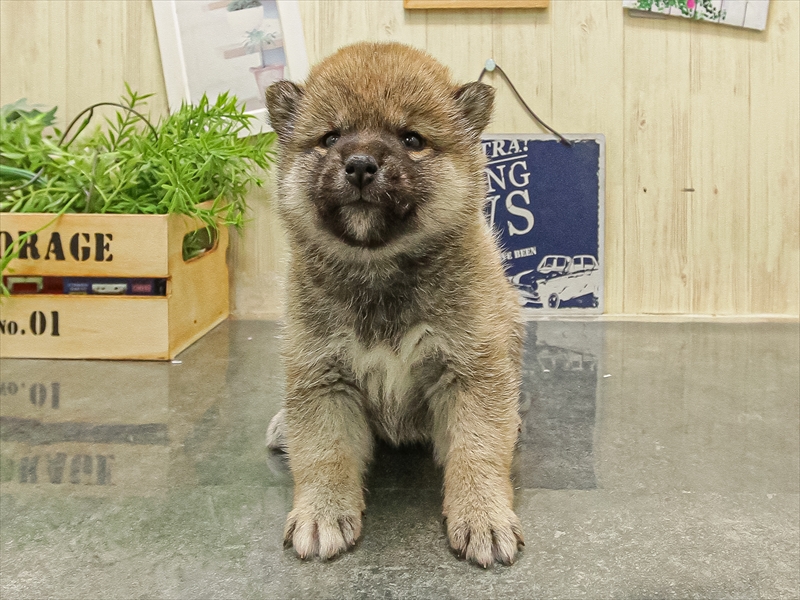 愛知県の柴犬(標準サイズ) (ワンラブ名古屋守山インター総本店/2025年9月16日生まれ/女の子/赤)の子犬の3枚目の画像