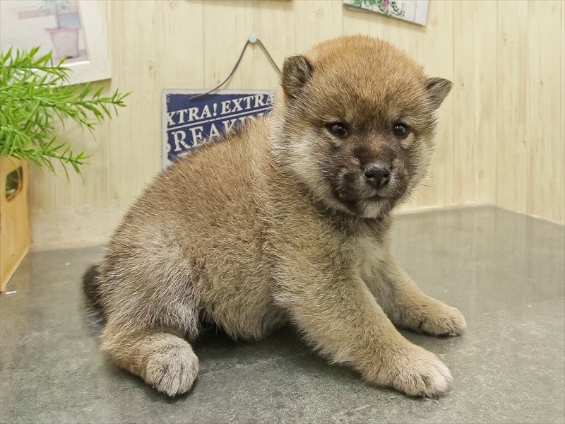愛知県の柴犬(標準サイズ) (ワンラブ名古屋守山インター総本店/2025年9月16日生まれ/女の子/赤)の子犬の2枚目の画像