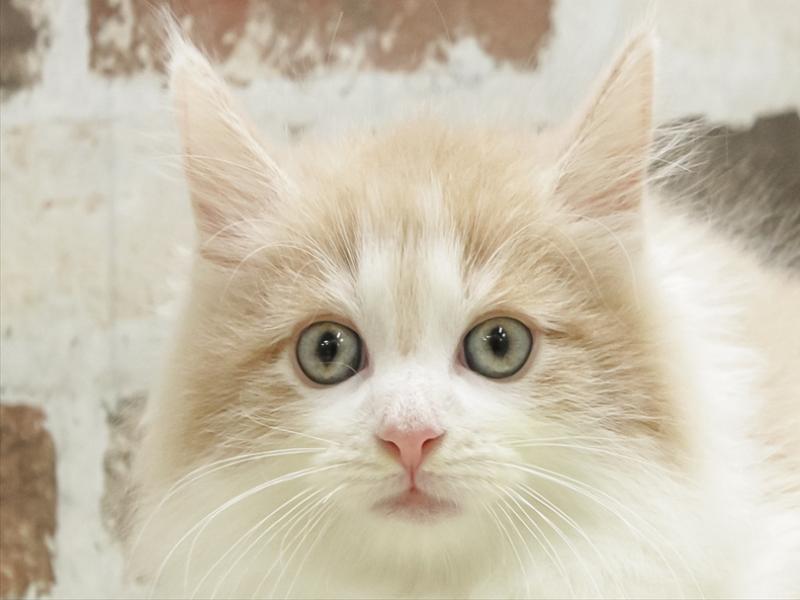 愛知県のノルウェージャンフォレストキャット (ワンラブ名古屋守山インター総本店/2025年9月16日生まれ/男の子/クリームタビーホワイト)の子猫の1枚目の画像