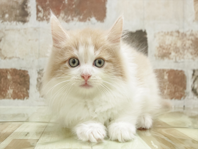 愛知県のノルウェージャンフォレストキャット (ワンラブ名古屋守山インター総本店/2025年9月16日生まれ/男の子/クリームタビーホワイト)の子猫の3枚目の画像