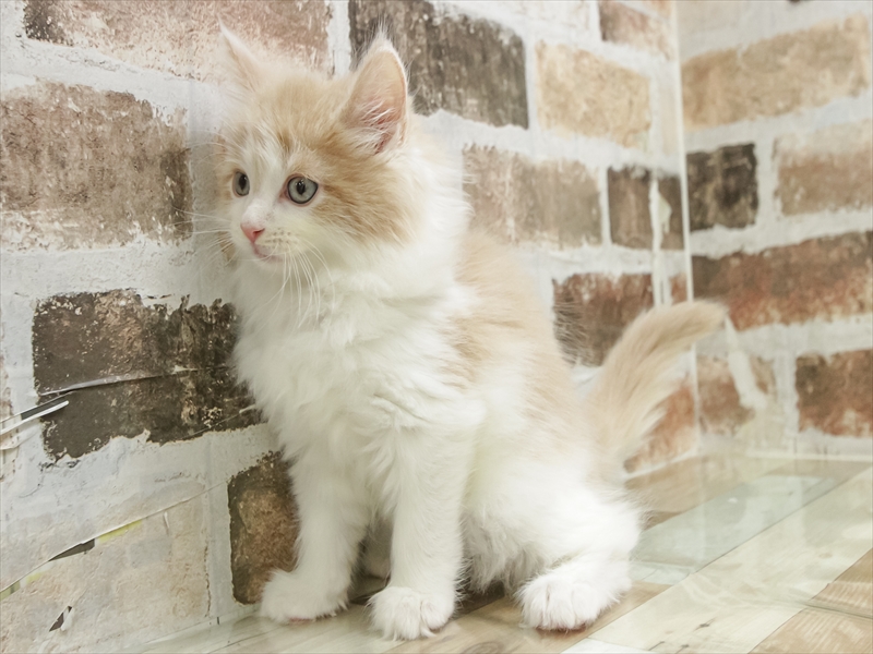 愛知県のノルウェージャンフォレストキャット (ワンラブ名古屋守山インター総本店/2025年9月16日生まれ/男の子/クリームタビーホワイト)の子猫の2枚目の画像