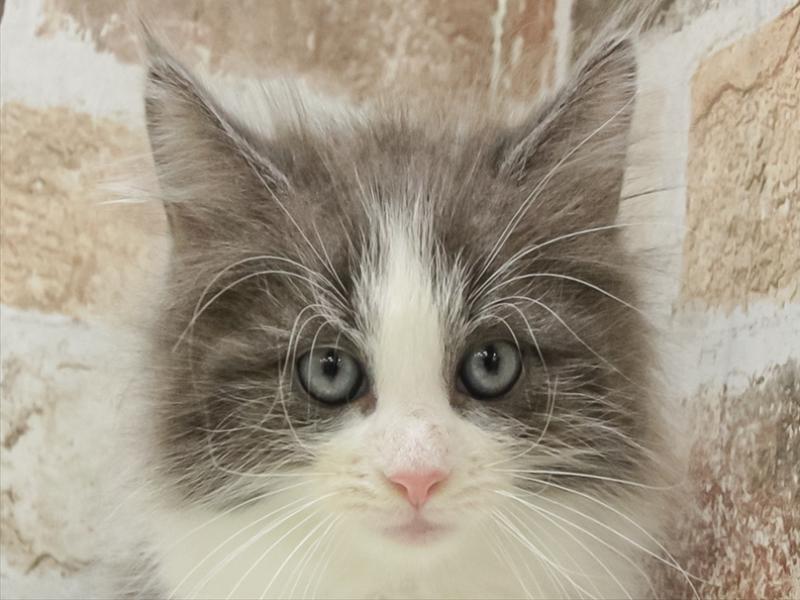 愛知県のノルウェージャンフォレストキャット (ワンラブ名古屋守山インター総本店/2025年9月16日生まれ/男の子/ブルータビーホワイト)の子猫の1枚目の画像