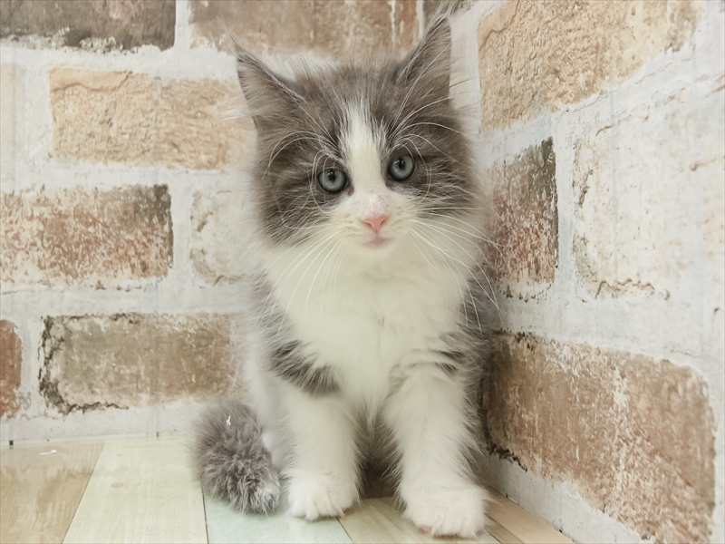 愛知県のノルウェージャンフォレストキャット (ワンラブ名古屋守山インター総本店/2025年9月16日生まれ/男の子/ブルータビーホワイト)の子猫の3枚目の画像