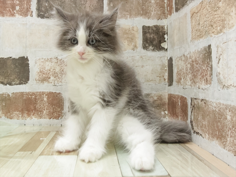 愛知県のノルウェージャンフォレストキャット (ワンラブ名古屋守山インター総本店/2025年9月16日生まれ/男の子/ブルータビーホワイト)の子猫の2枚目の画像