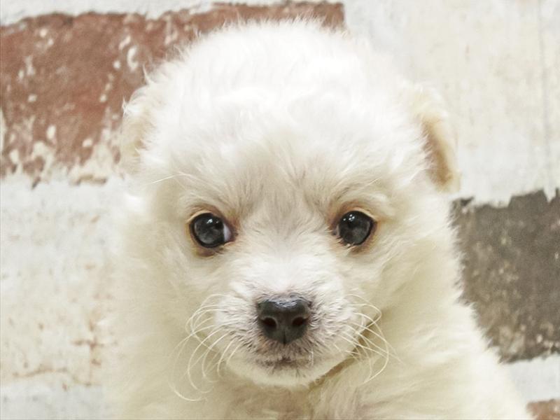 愛知県のポメマル/マルポメ(ポメラニアン×マルチーズ) (ワンラブ名古屋守山インター総本店/2025年9月13日生まれ/男の子/ホワイトクリーム)の子犬の1枚目の画像
