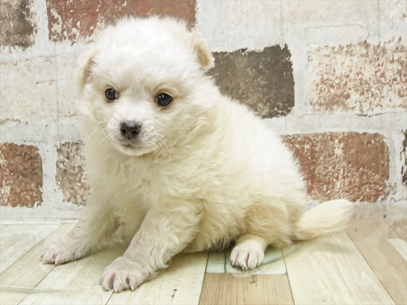 愛知県のポメマル/マルポメ(ポメラニアン×マルチーズ) (ワンラブ名古屋守山インター総本店/2025年9月13日生まれ/男の子/ホワイトクリーム)の子犬の2枚目の画像