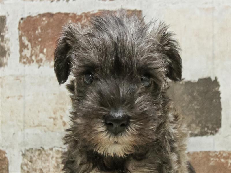 愛知県のミニチュアシュナウザー (ワンラブ名古屋守山インター総本店/2025年9月16日生まれ/男の子/ソルトペッパー)の子犬の1枚目の画像