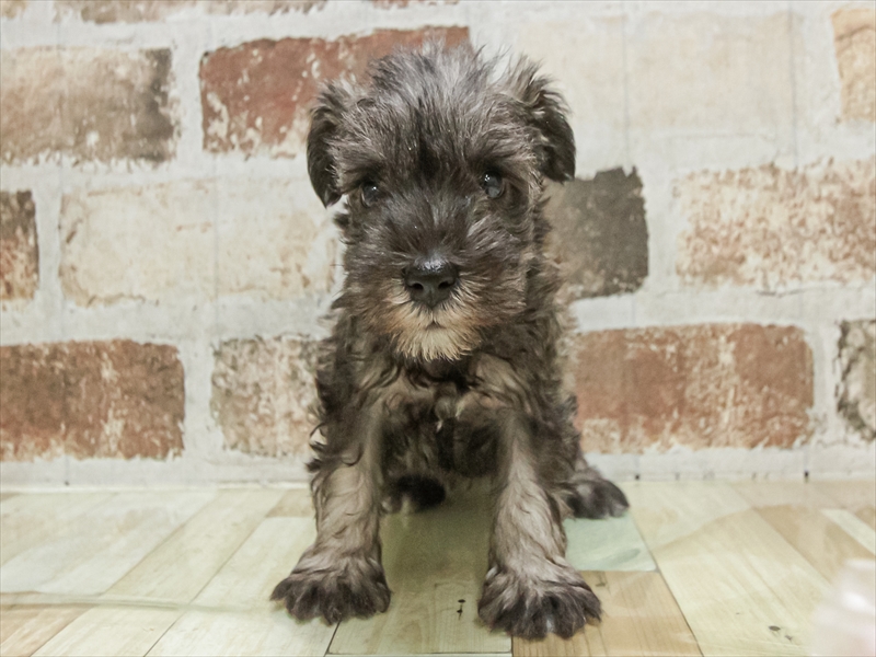 愛知県のミニチュアシュナウザー (ワンラブ名古屋守山インター総本店/2025年9月16日生まれ/男の子/ソルトペッパー)の子犬の3枚目の画像