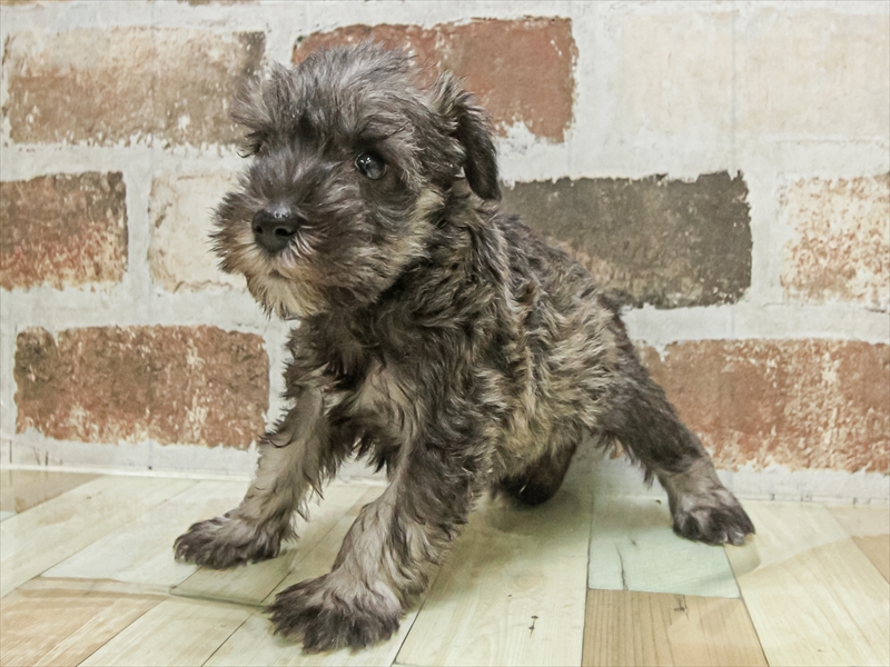 愛知県のミニチュアシュナウザー (ワンラブ名古屋守山インター総本店/2025年9月16日生まれ/男の子/ソルトペッパー)の子犬の2枚目の画像