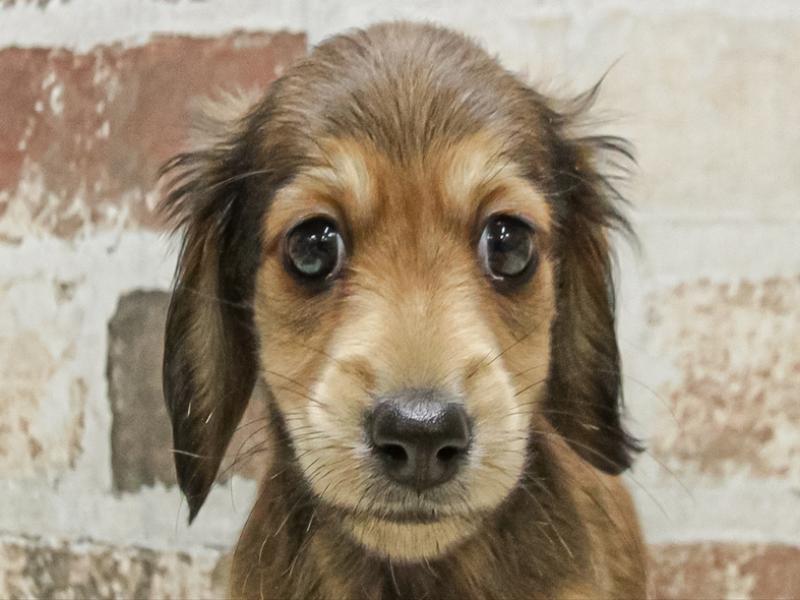 愛知県のミニチュアダックスフンド(ロング) (ワンラブ名古屋守山インター総本店/2025年9月15日生まれ/男の子/レッド)の子犬の1枚目の画像