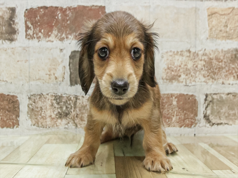 愛知県のミニチュアダックスフンド(ロング) (ワンラブ名古屋守山インター総本店/2025年9月15日生まれ/男の子/レッド)の子犬の3枚目の画像