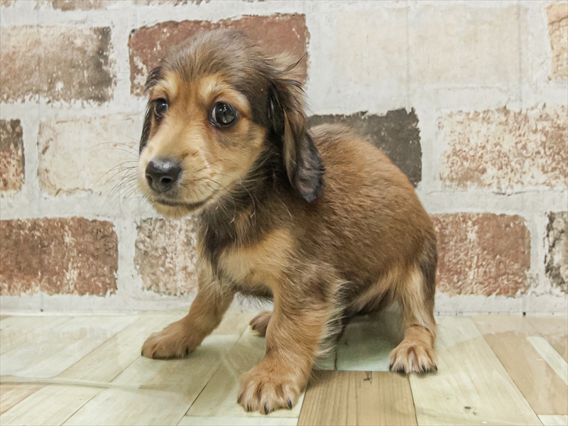 愛知県のミニチュアダックスフンド(ロング) (ワンラブ名古屋守山インター総本店/2025年9月15日生まれ/男の子/レッド)の子犬の2枚目の画像