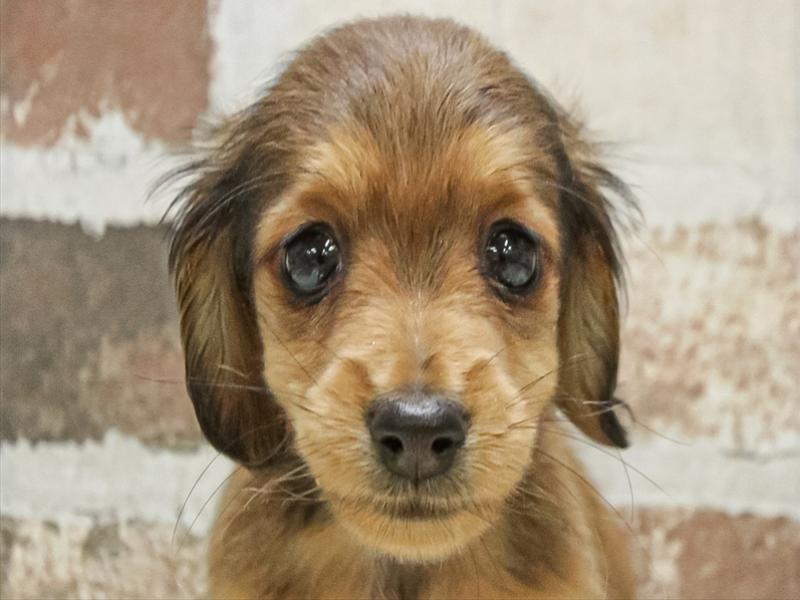 愛知県のミニチュアダックスフンド(ロング) (ワンラブ名古屋守山インター総本店/2025年9月15日生まれ/男の子/レッド)の子犬の1枚目の画像