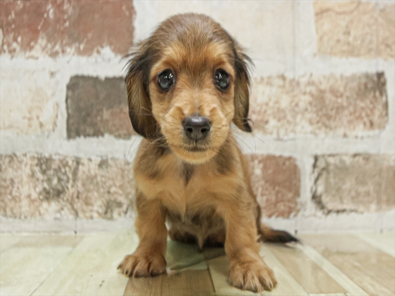 愛知県のミニチュアダックスフンド(ロング) (ワンラブ名古屋守山インター総本店/2025年9月15日生まれ/男の子/レッド)の子犬の3枚目の画像