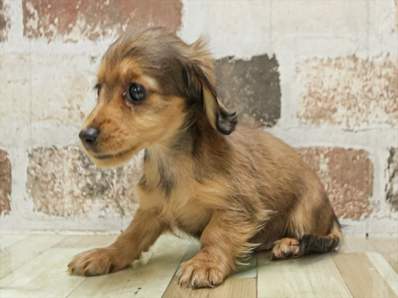 愛知県のミニチュアダックスフンド(ロング) (ワンラブ名古屋守山インター総本店/2025年9月15日生まれ/男の子/レッド)の子犬の2枚目の画像