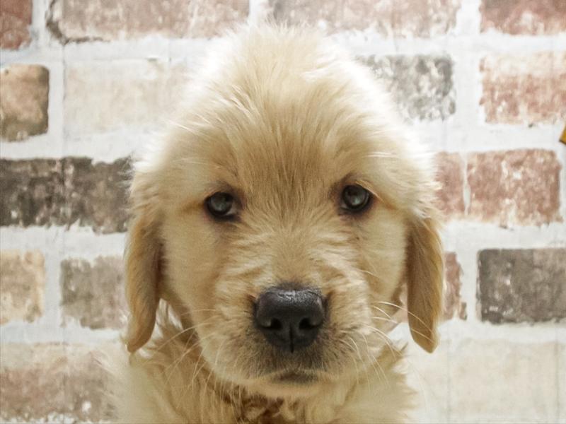 静岡県のゴールデンレトリバー (ワンラブららぽーと沼津店/2025年9月14日生まれ/女の子/ゴールデン)の子犬の1枚目の画像