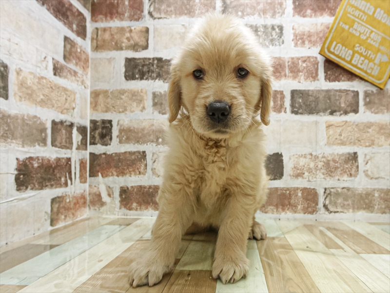 静岡県のゴールデンレトリバー (ワンラブららぽーと沼津店/2025年9月14日生まれ/女の子/ゴールデン)の子犬の3枚目の画像