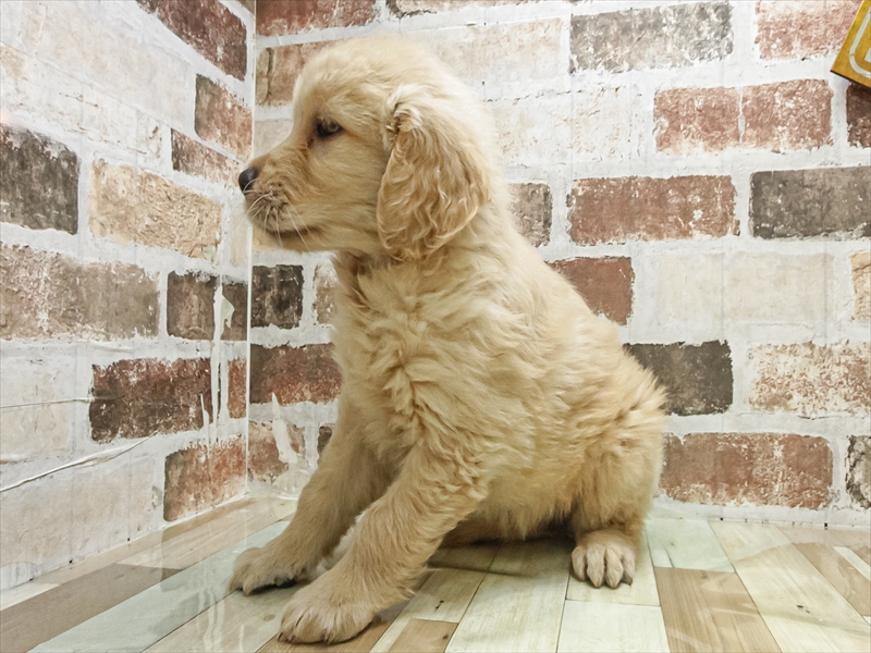 静岡県のゴールデンレトリバー (ワンラブららぽーと沼津店/2025年9月14日生まれ/女の子/ゴールデン)の子犬の2枚目の画像