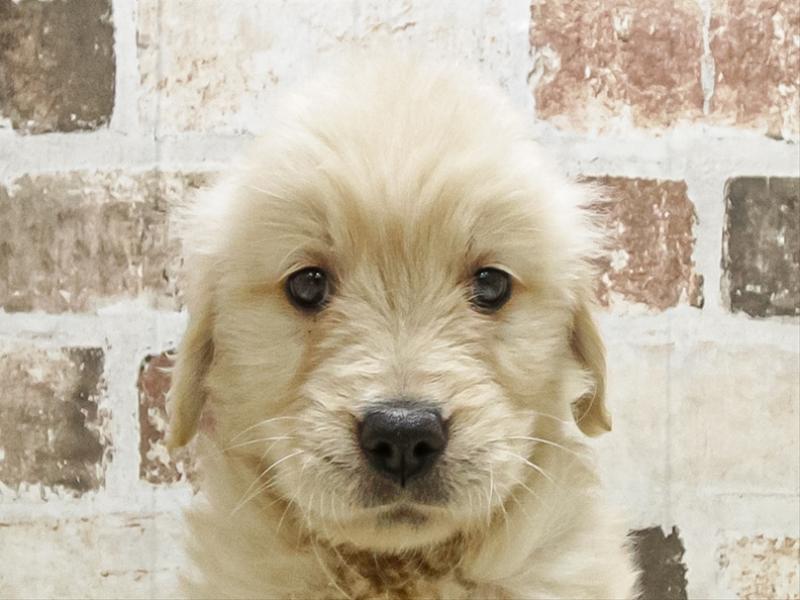 愛知県のゴールデンレトリバー (ワンラブららぽーと愛知東郷店/2025年9月14日生まれ/女の子/ゴールデン)の子犬の1枚目の画像