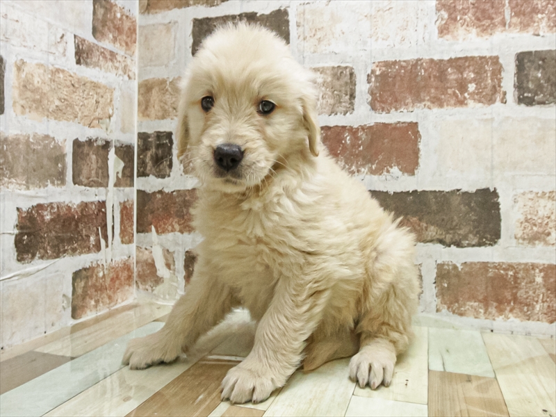 愛知県のゴールデンレトリバー (ワンラブららぽーと愛知東郷店/2025年9月14日生まれ/女の子/ゴールデン)の子犬の2枚目の画像