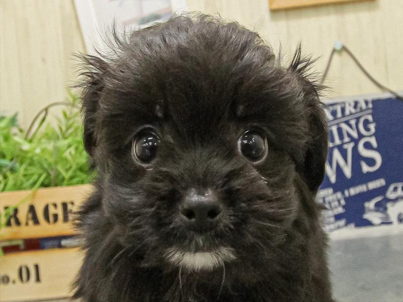 愛知県のチワプー/プーチー(チワワ×プードル) (ワンラブ名古屋守山インター総本店/2025年9月16日生まれ/男の子/ブラックホワイト)の子犬の1枚目の画像