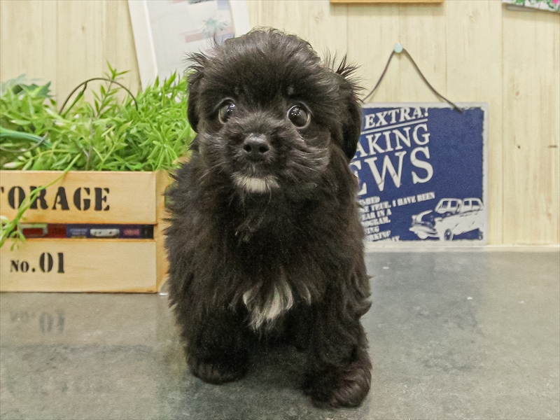 愛知県のチワプー/プーチー(チワワ×プードル) (ワンラブ名古屋守山インター総本店/2025年9月16日生まれ/男の子/ブラックホワイト)の子犬の3枚目の画像