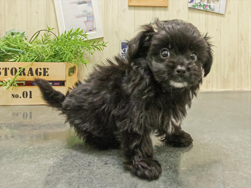 愛知県のチワプー/プーチー(チワワ×プードル) (ワンラブ名古屋守山インター総本店/2025年9月16日生まれ/男の子/ブラックホワイト)の子犬の2枚目の画像