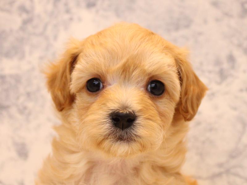 埼玉県のマルプー(マルチーズ×プードル) (ワンラブ埼玉寄居店/2025年9月14日生まれ/女の子/アプリコット)の子犬の1枚目の画像