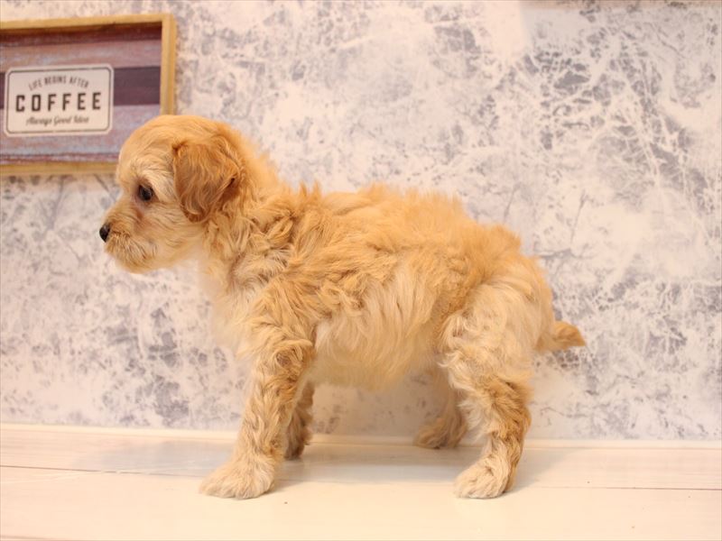 埼玉県のマルプー(マルチーズ×プードル) (ワンラブ埼玉寄居店/2025年9月14日生まれ/女の子/アプリコット)の子犬の3枚目の画像