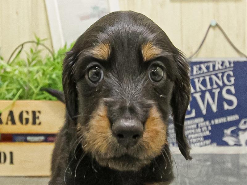 愛知県のミニチュアダックスフンド(ロング) (ワンラブ名古屋守山インター総本店/2025年9月15日生まれ/男の子/ブラックタン)の子犬の1枚目の画像