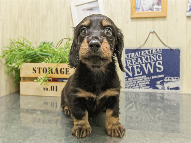 愛知県のミニチュアダックスフンド(ロング) (ワンラブ名古屋守山インター総本店/2025年9月15日生まれ/男の子/ブラックタン)の子犬の3枚目の画像