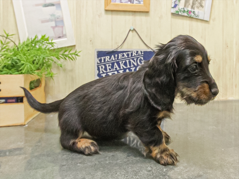 愛知県のミニチュアダックスフンド(ロング) (ワンラブ名古屋守山インター総本店/2025年9月15日生まれ/男の子/ブラックタン)の子犬の2枚目の画像