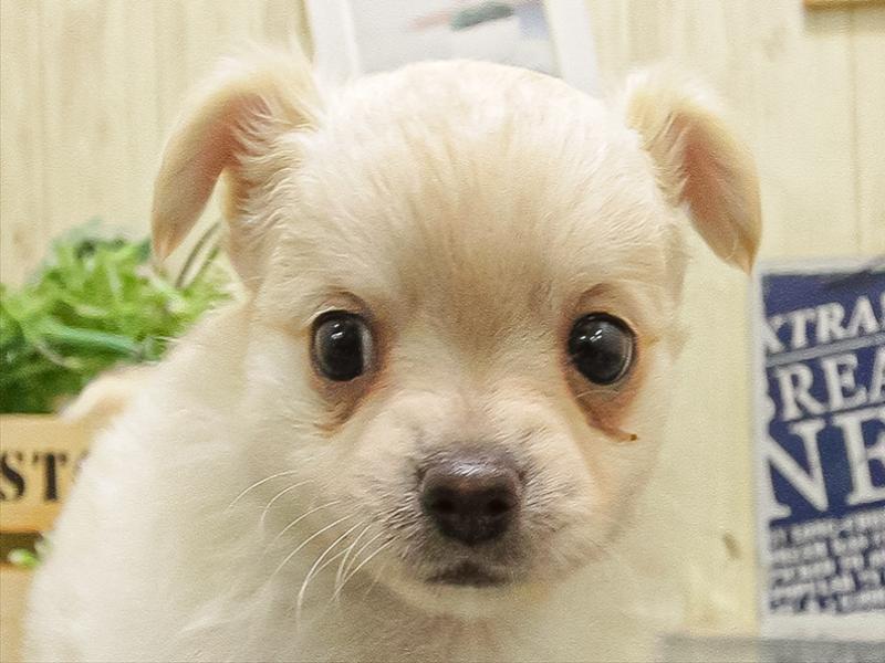 沖縄県のチワワ(ロング) (ワンラブMEGA ドン・キホーテうるま店/2025年9月15日生まれ/男の子/クリーム)の子犬