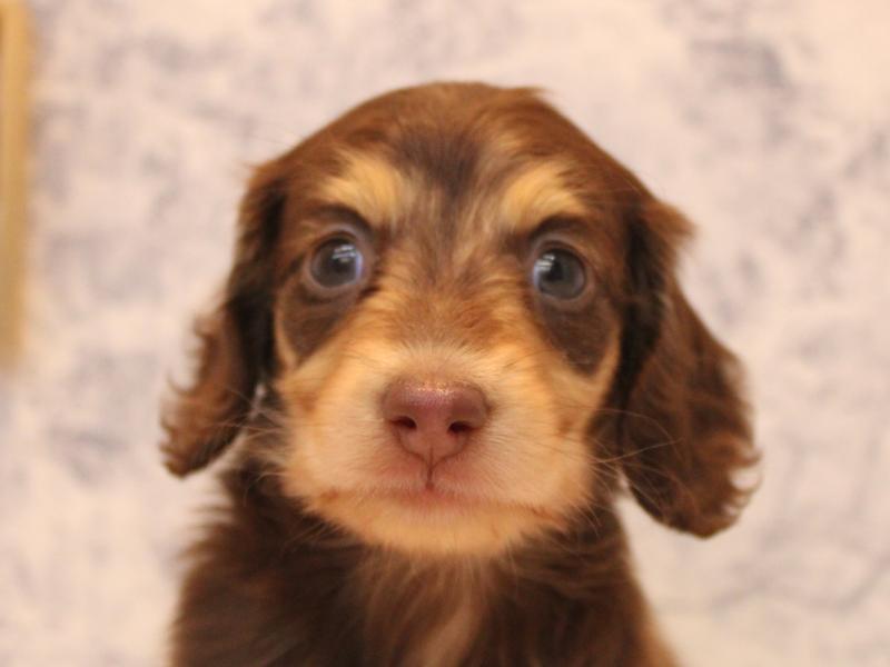 埼玉県のミニチュアダックスフンド(ロング) (ワンラブ埼玉寄居店/2025年9月16日生まれ/男の子/チョコレートイエロー)の子犬の1枚目の画像