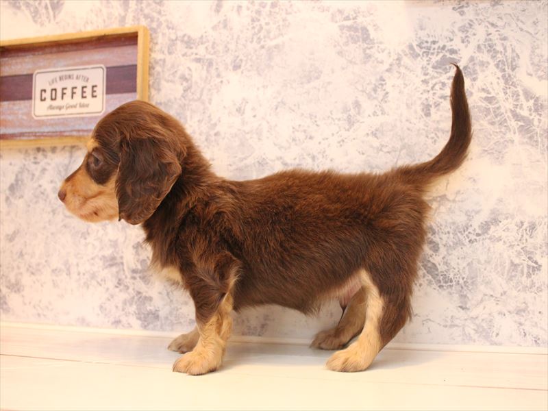 埼玉県のミニチュアダックスフンド(ロング) (ワンラブ埼玉寄居店/2025年9月16日生まれ/男の子/チョコレートイエロー)の子犬の3枚目の画像