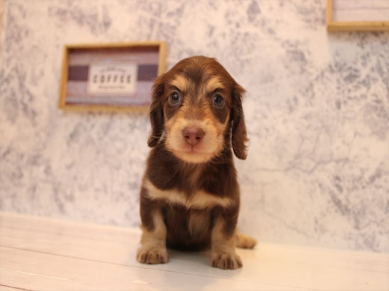 埼玉県のミニチュアダックスフンド(ロング) (ワンラブ埼玉寄居店/2025年9月16日生まれ/男の子/チョコレートイエロー)の子犬の2枚目の画像