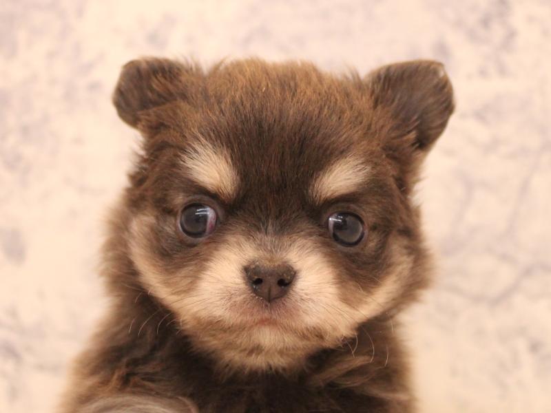 埼玉県のチワワ(ロング) (ワンラブ埼玉寄居店/2025年9月16日生まれ/男の子/ブルータン)の子犬の1枚目の画像