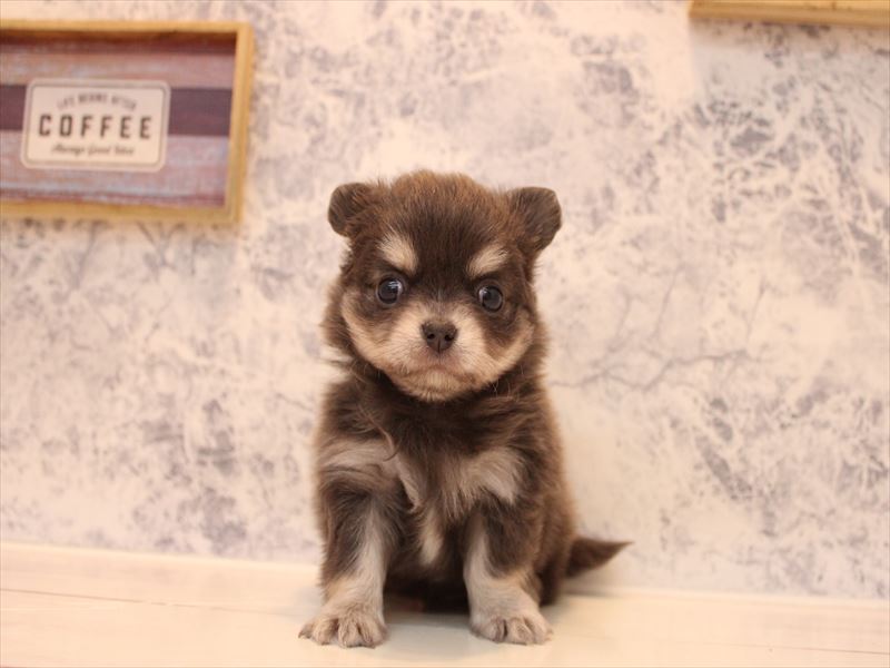 埼玉県のチワワ(ロング) (ワンラブ埼玉寄居店/2025年9月16日生まれ/男の子/ブルータン)の子犬の2枚目の画像