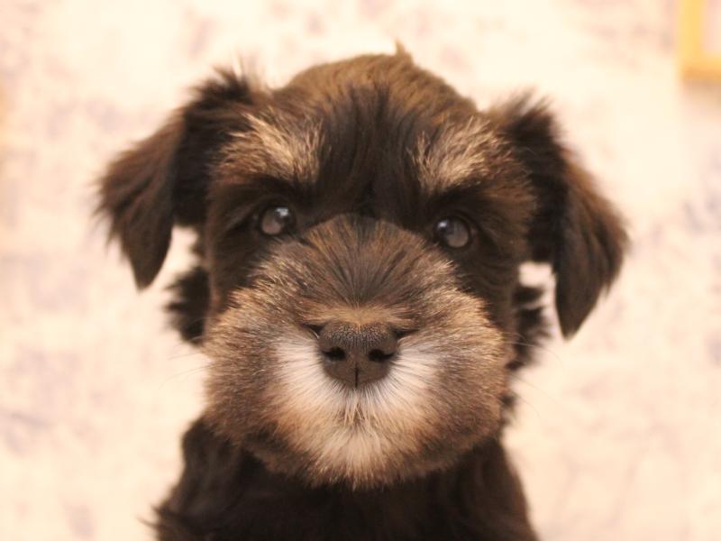 新潟県のミニチュアシュナウザー (ワンラブ長岡 リナシエKITAMACHI店/2025年9月12日生まれ/女の子/ブラックシルバー)の子犬の1枚目の画像