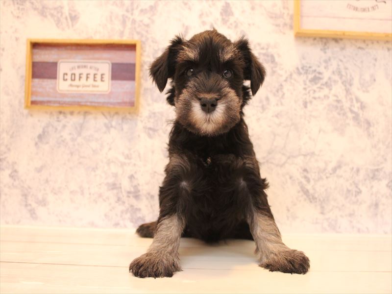 新潟県のミニチュアシュナウザー (ワンラブ長岡 リナシエKITAMACHI店/2025年9月12日生まれ/女の子/ブラックシルバー)の子犬の2枚目の画像