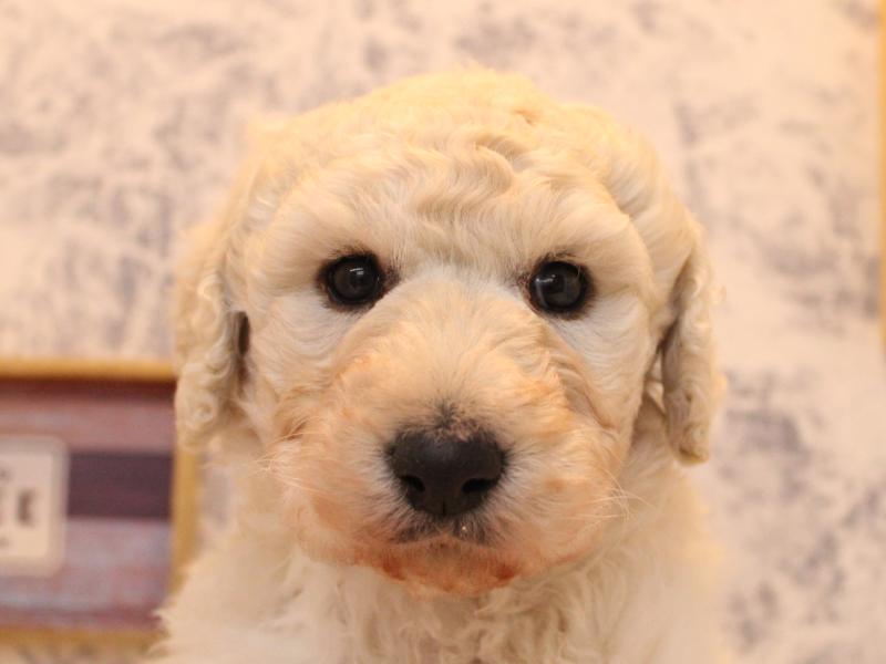 埼玉県のスタンダードプードル (ワンラブアリオ鷲宮店/2025年9月15日生まれ/女の子/ホワイト)の子犬