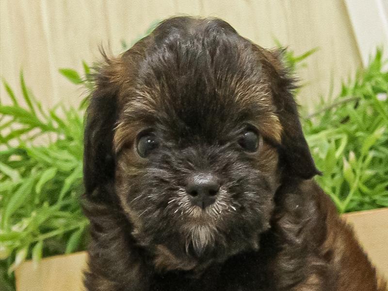 愛知県のチワプー/プーチー(チワワ×プードル) (ワンラブ名古屋守山インター総本店/2025年9月13日生まれ/男の子/ブリンドル)の子犬の1枚目の画像