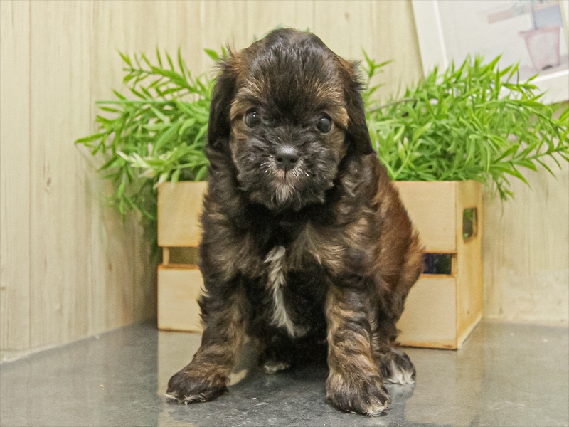 愛知県のチワプー/プーチー(チワワ×プードル) (ワンラブ名古屋守山インター総本店/2025年9月13日生まれ/男の子/ブリンドル)の子犬の3枚目の画像